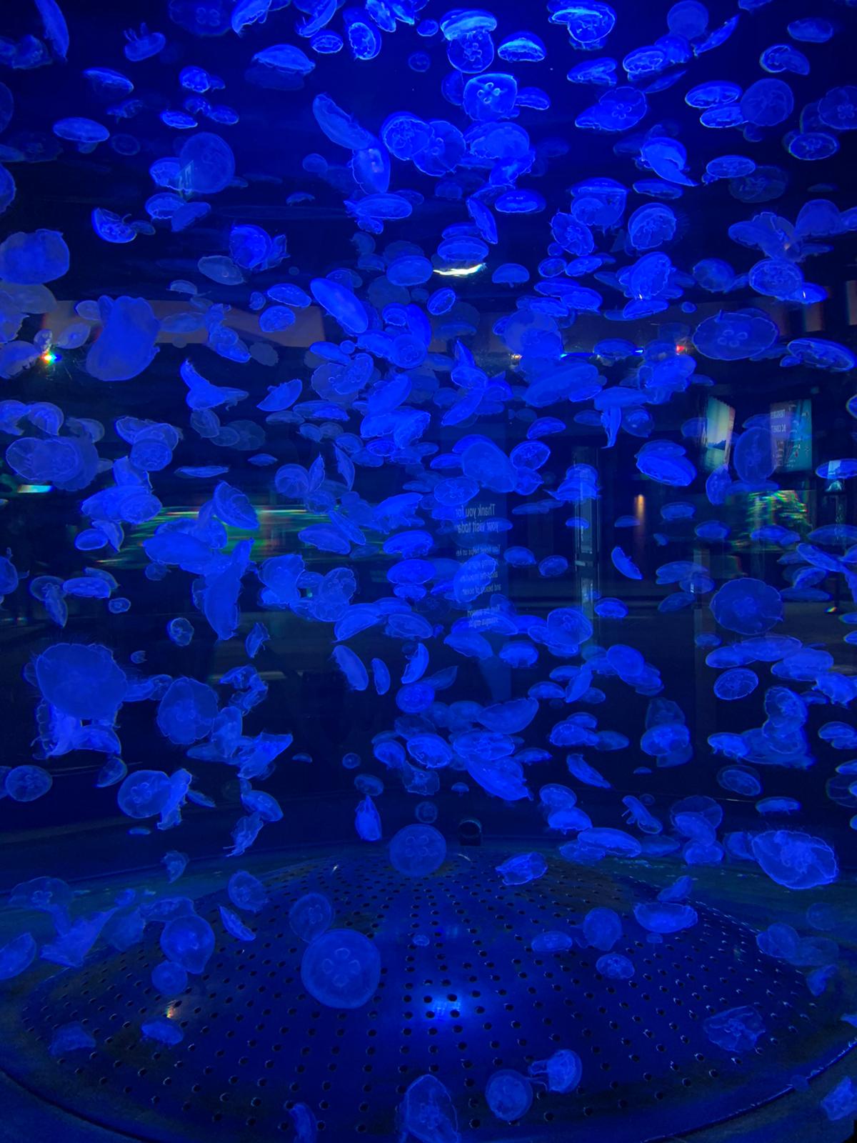You are currently viewing 【再開後初】バンクーバー水族館に行ってみました